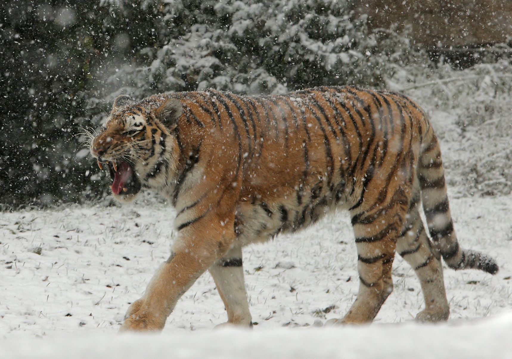 First snow covers the Zoo